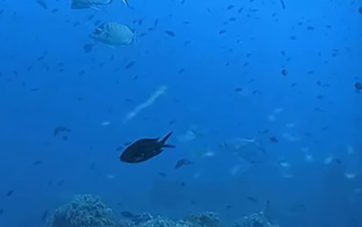 cattura ripresa fondale marino Bergeggi