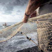 Dimostrazione di pesca con la rete a sciabica