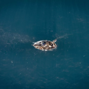 Peschereccio visto da drone
