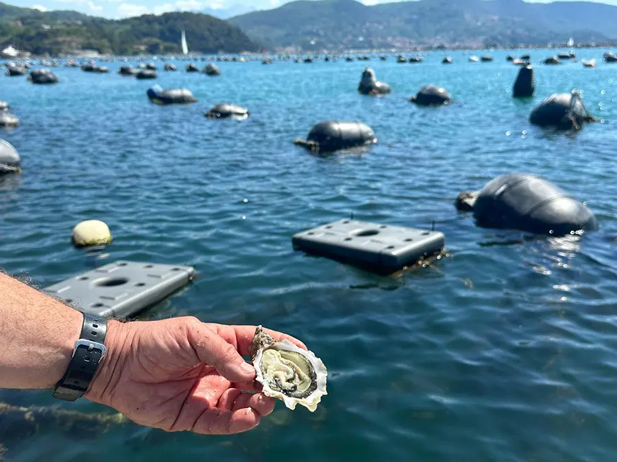 Allevamenti di ostriche La Spezia