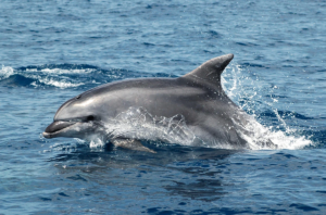 delfino