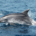 delfino