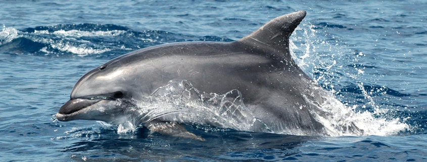 delfino